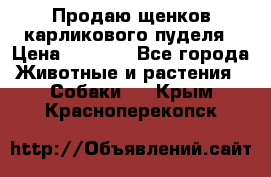 Продаю щенков карликового пуделя › Цена ­ 2 000 - Все города Животные и растения » Собаки   . Крым,Красноперекопск